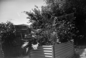 Black and white photograph of a raised vegetable garden. The garden be is rectangular and made from corrugated metal. There are leafy green and tall vegetables in it. Behind the garden bed is a fence that is falling down.