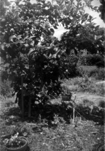 Black and white photograph of a garden. There is a medium sized tree in the centre of the image, a pot with white flowers in the foreground, and a brick path behind the tree.