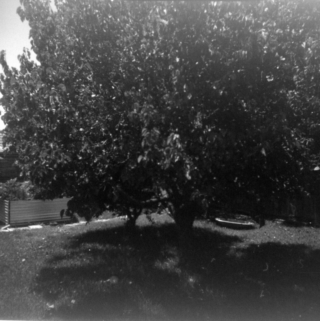 Black and white photograph of a garden with lawn and a large tree taking up most of the image. A clam shell pool and raised garden bed can be seen in the background.