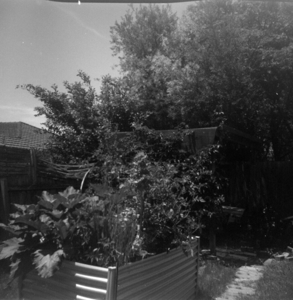 Black and white photograph of a corrugated tin vegetable garden with large leafy vegetables. There is a path runnin along the lefthand side and a fence along the right hand side that is partially falling down.