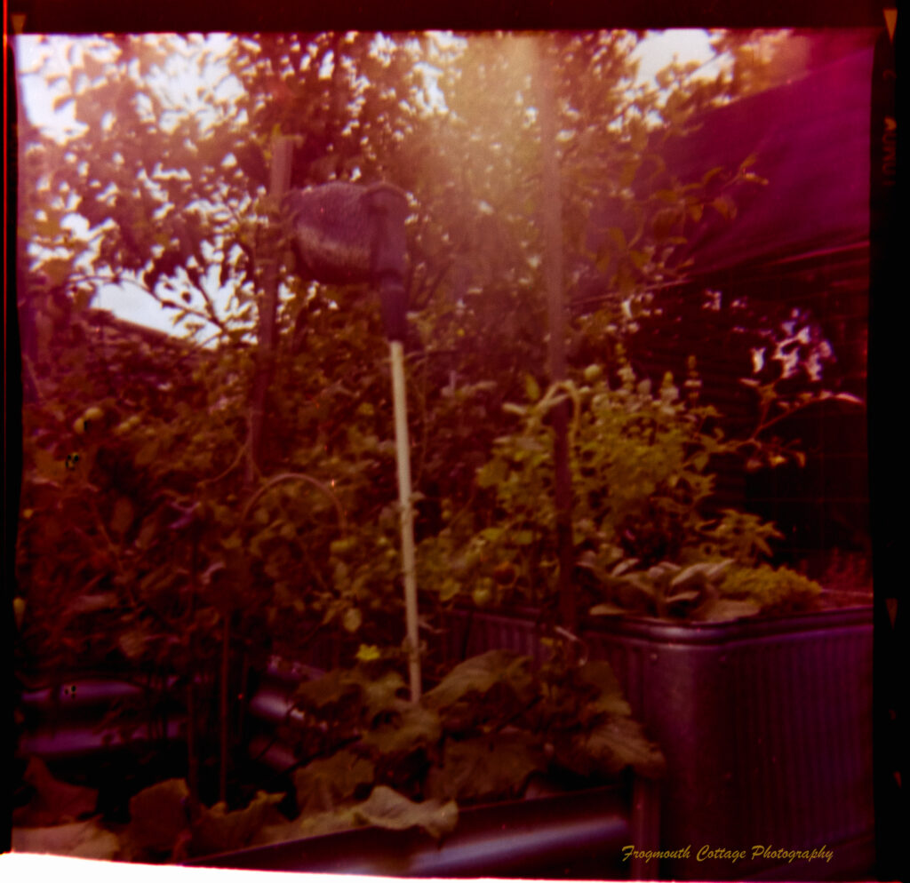 Square photograph with film markings along the left and right side. The photo is of a vegetable garden. It has uneven edges and a reddish cast.