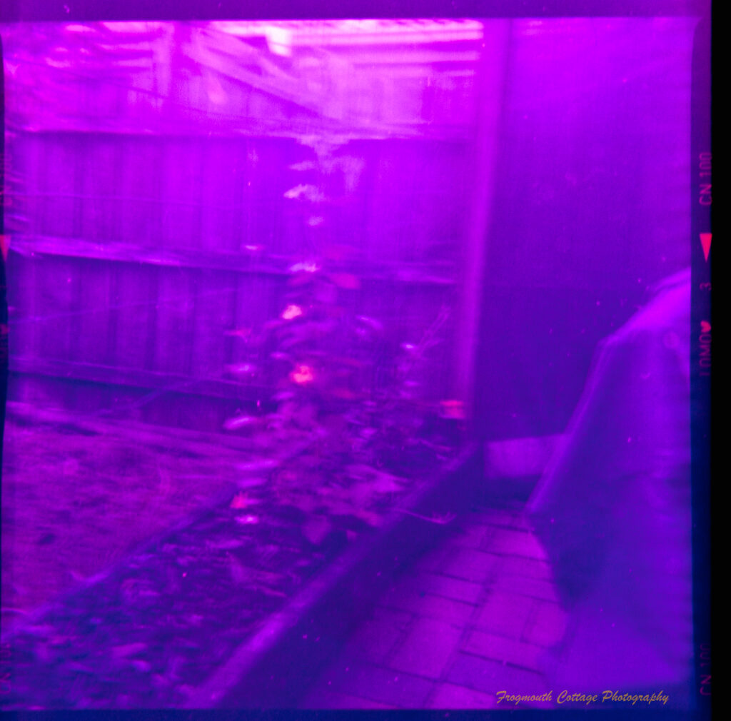 Square photograph with film markings along the left and right side. The photo is of a rectangular garden bed with a climbing plant growing up on a wire trellis.. It has uneven edges and a purplish cast.