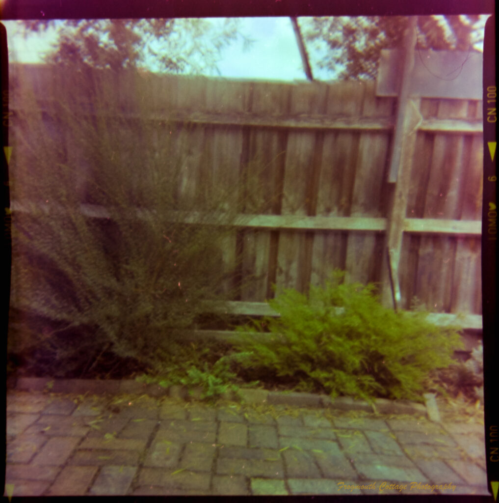 Square photograph with film markings along the left and right side. The photo is of a garden bed against fence with small and medium sized shrubs. There is a path made of paving bricks in front of it.