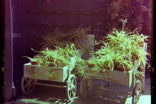 Square photograph with film markings along the left and right side. The photo is of two wooden barrows side-by-side filled with potted plants. There are more plants hanging on the wall behind it.