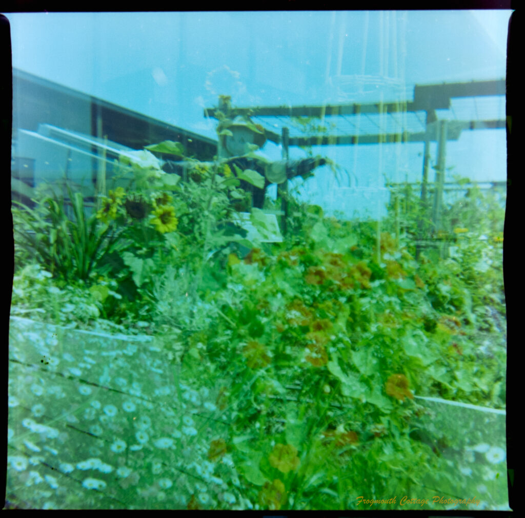 Square photograph with film markings along the left and right side. The photo is a double exposure of two images of flour beds. One has a scarecrow in the background. The edges of the image are uneven.