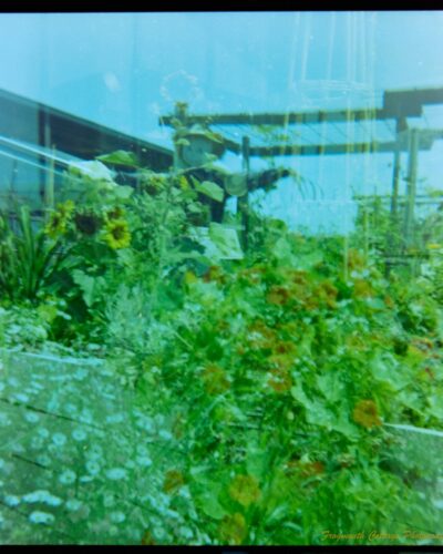 Kodak Duaflex Double Exposure Square photograph with film markings along the left and right side. The photo is a double exposure of two images of flour beds. One has a scarecrow in the background. The edges of the image are uneven.