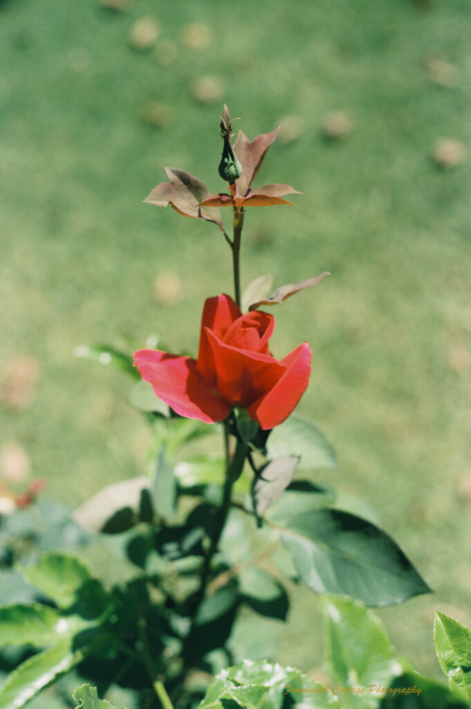 Close up color photograph of a red rose.