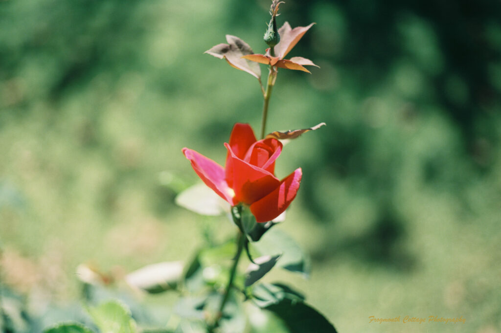 Close up color photograph of a red rose.