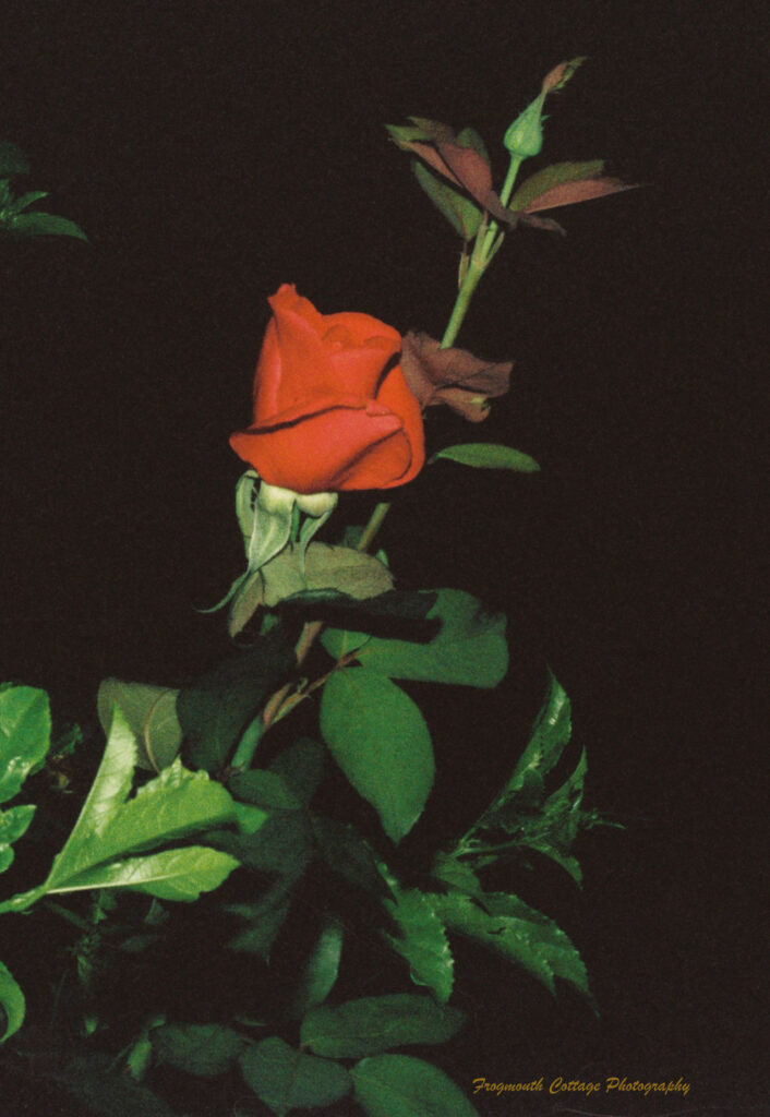 Close up color photograph of a red rose with a black background taken at night.