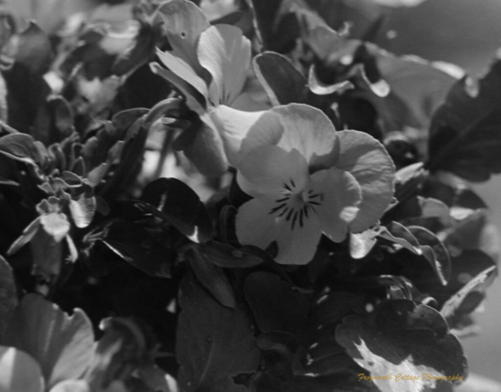 Close up black and white photo of a bunch of Australian native violets.