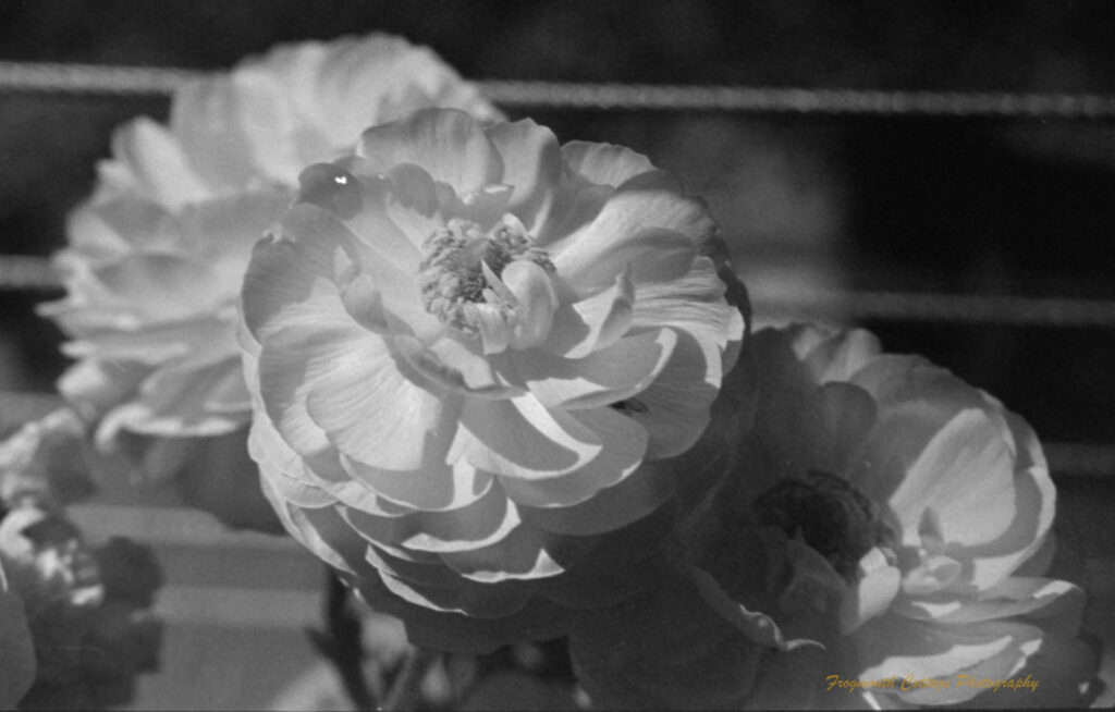 Close up black and white photo of three white flowers with several layers of petals.