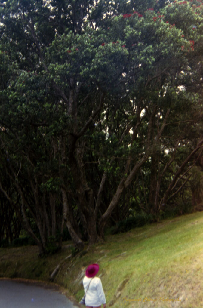 A woman in a red hat looking up towards a group of trees with red flowers at the top. The photo is slightly blurry.