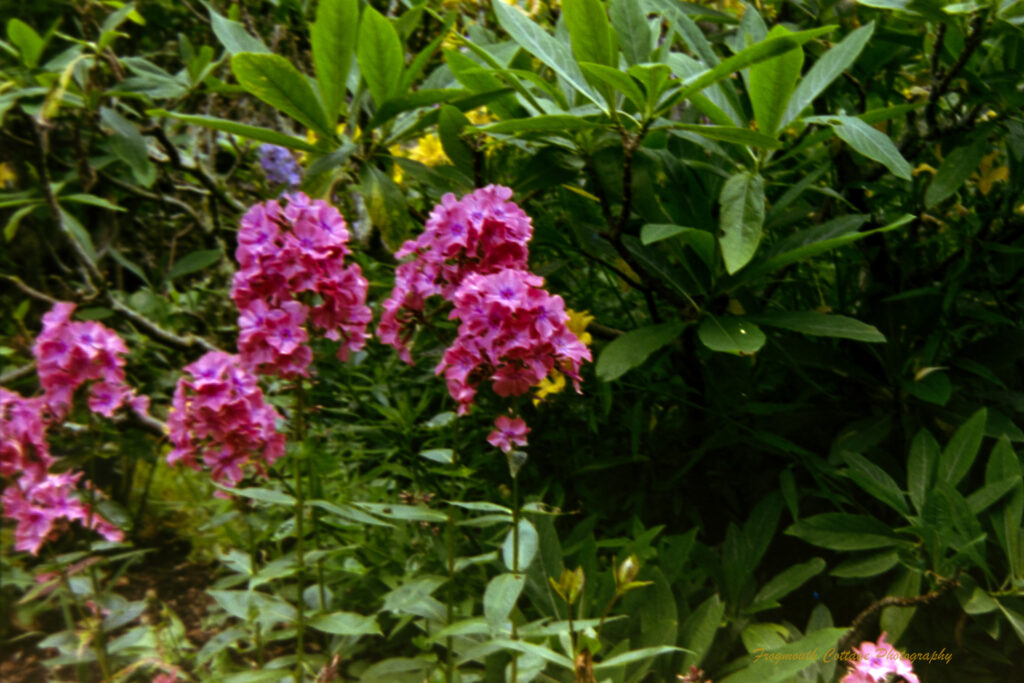 Photograph of green shrubbery with pink flowers in the foreground and purple and yellow flowers peaking out.