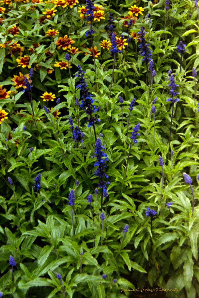 Photo of leafy green plants with purple flowers in the front, changing to orange flowers at the back.