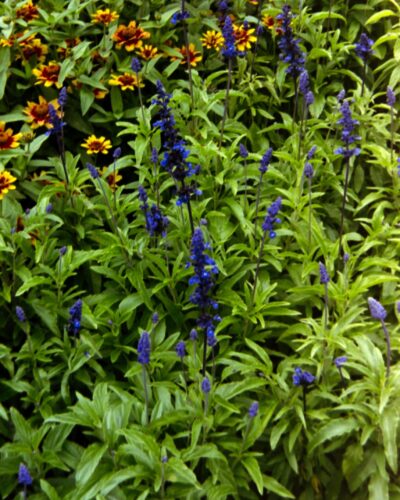 Botanic Gardens, Wellington, New Zealand Photo of leafy green plants with purple flowers in the front, changing to orange flowers at the back.