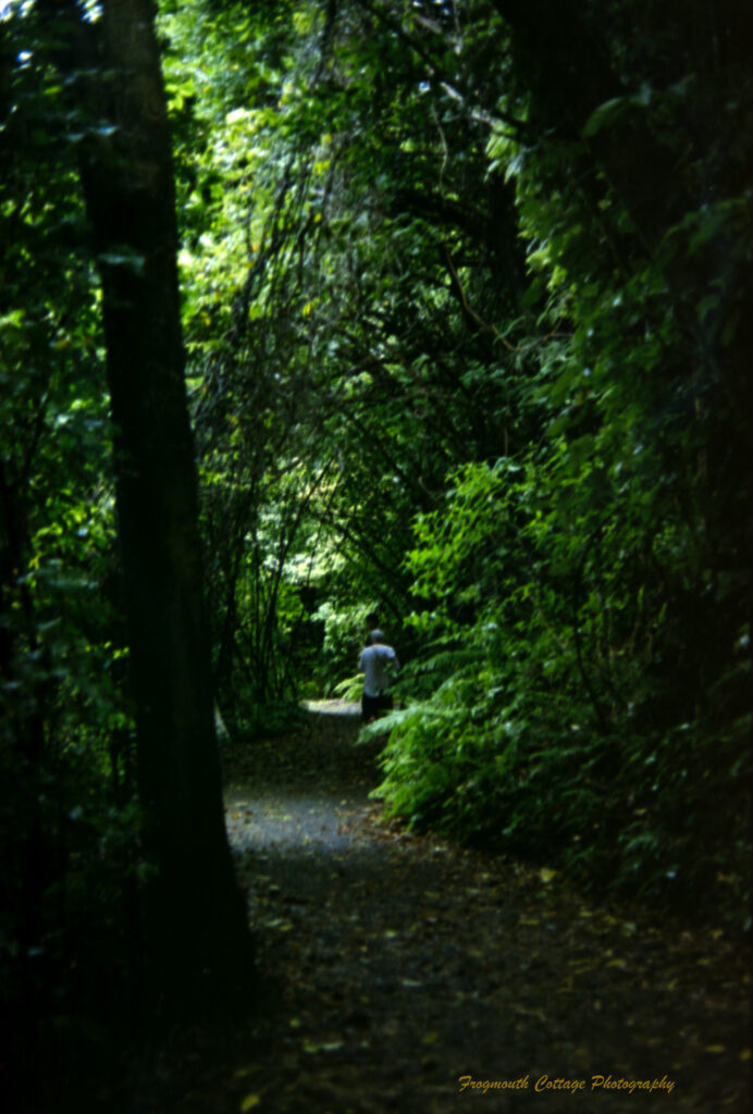 Photo of a rainforest with a path winding through it. The front of the image is quite dark, with light breaking through the trees in the middle and at the end. There is a woman in a white shirt at the end of the path walking away from the camera.