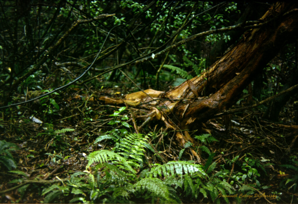 Photo of the floor of a rainforest with ferns leaves and vines littering the ground. There is a large tree root in the centre with the trunk rising out of it and leaning towards the centre. Everything in the image is glistening with water.