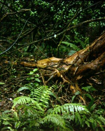 Zealandia New Zealand Photo of the floor of a rainforest with ferns leaves and vines littering the ground. There is a large tree root in the centre with the trunk rising out of it and leaning towards the centre. Everything in the image is glistening with water.