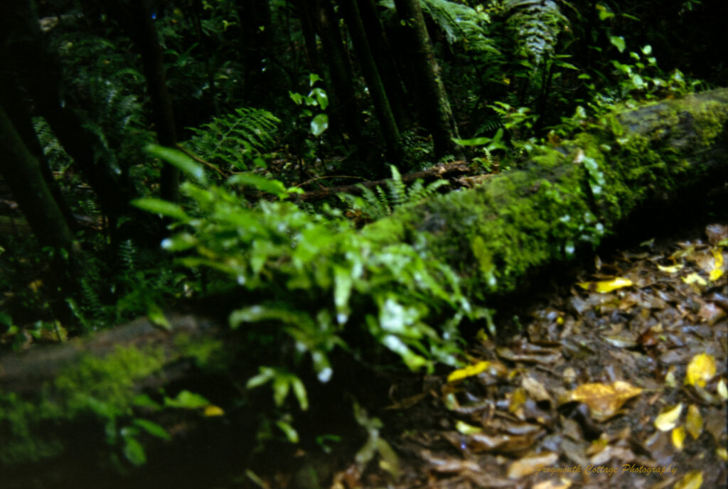 Photo of a log lying on the floor of a rainforest. There are brown and yellow leaves next to it and tree trunks behind it. The log is covered in green moss and ferns.