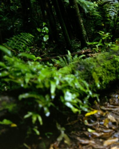Zealandia New Zealand Photo of a log lying on the floor of a rainforest. There are brown and yellow leaves next to it and tree trunks behind it. The log is covered in green moss and ferns.