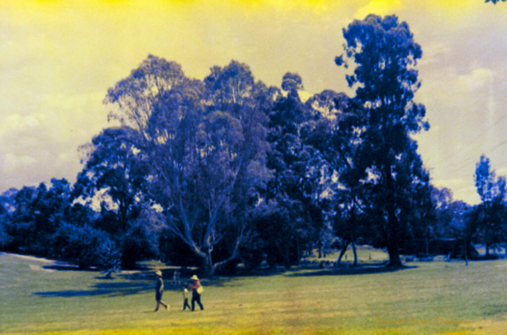 A photo of a family of three walking across a grassy reserve backed by tall trees. The colour has broken up on the film and the greens and blues contains yellow patches.