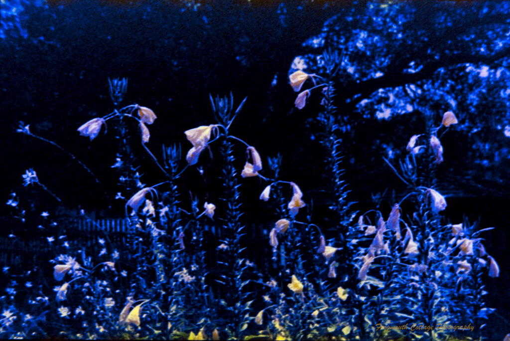 Photo of a garden bed with tall shrubs that have flowers hanging off them. The image is very dark and grainy, with touvhes of yellow on the flowers.