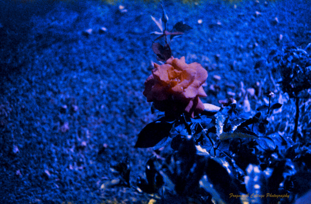 A photo of a red rose against a background of grass. The colour has broken up on the film and the greens appear blue.