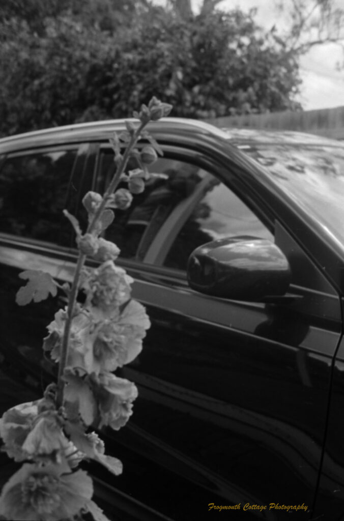 Blaxk and white photo of a tall flowering plant in front of a black SUV.