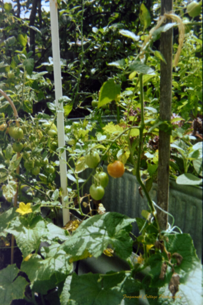 Colour photograph of a vegetable patch with tomatoes growing on vines winding up stakes and yellow zucchini flowers amongst big green leaves.