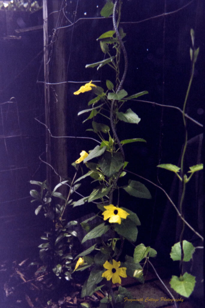 Colour photograph of a vine growing up a wire trellis, with yellow flowers.