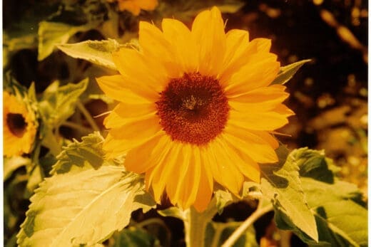 Close-up photograph of a bright yellow sunflower, with two other sunflowers in the background.