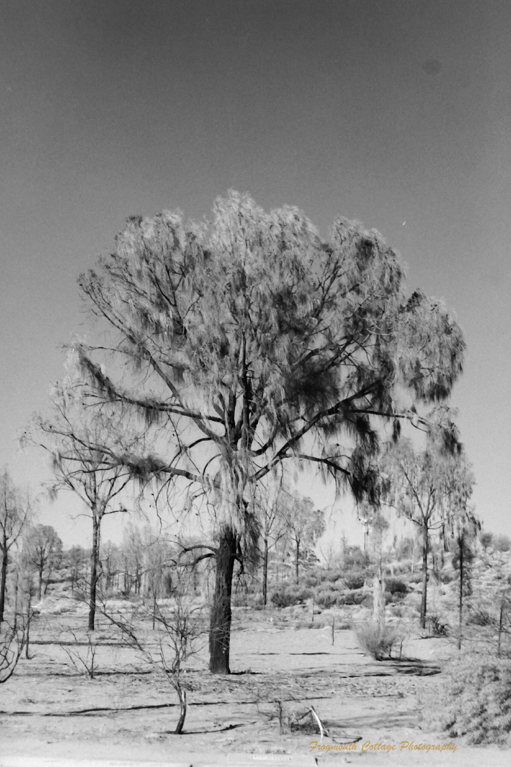 Black and white photo of a tree in a sparce landscape