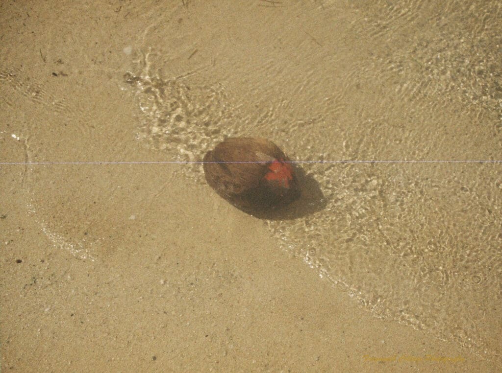 Photoghraph of a coconut lying on the sand with water lapping around it. The coconut has a large red mark on the top side.