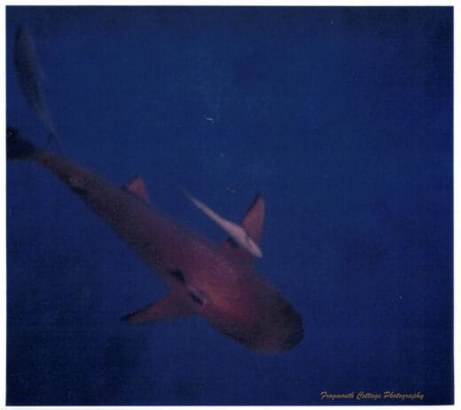 A photograph taken underwater of a shark swimming below the photographer with a small fish alongside it.