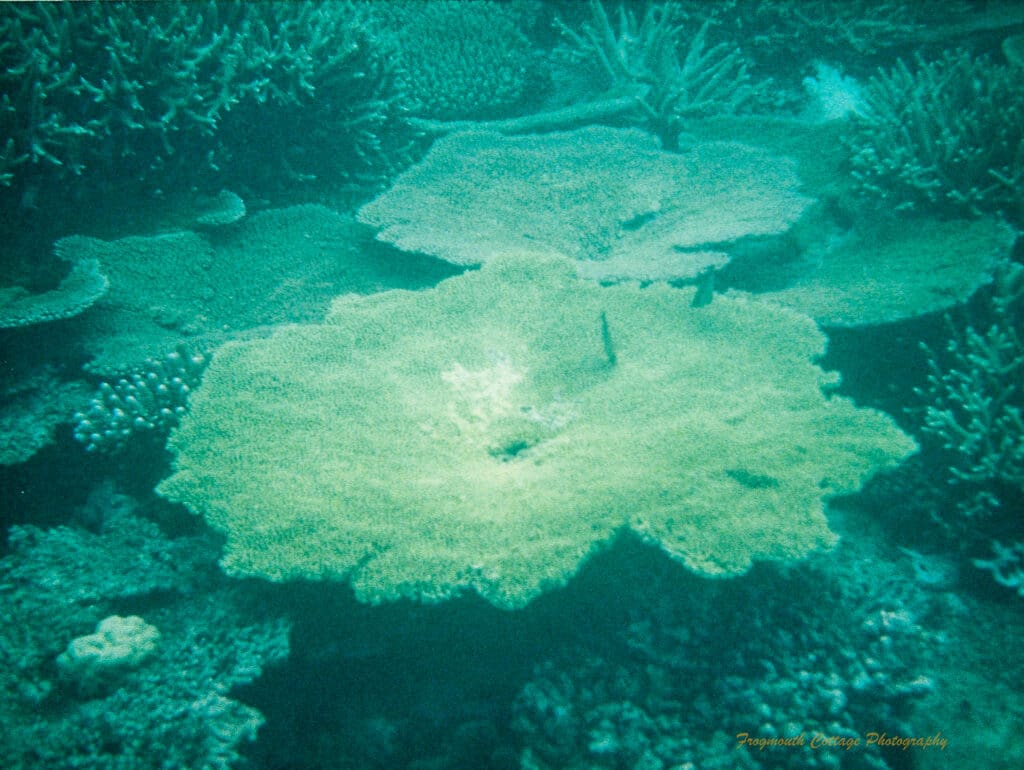 Photograph taken underwater of a larger flat piece of coral surrounded by other smaller types of coral. The piece closest to the camera is lit by sunlight.