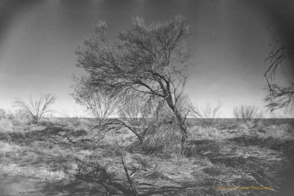 Black and white photo of a tree with no leaves that has grown with it's trunk bending towards the left. It is surrouded by grasses and a few other similar trees.