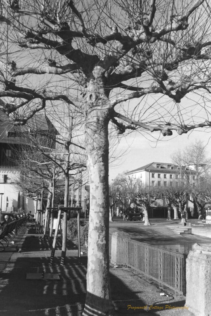 Black and white photo of a line of bare trees behind a row of wooden seats. In the background are more of the same bare trees.