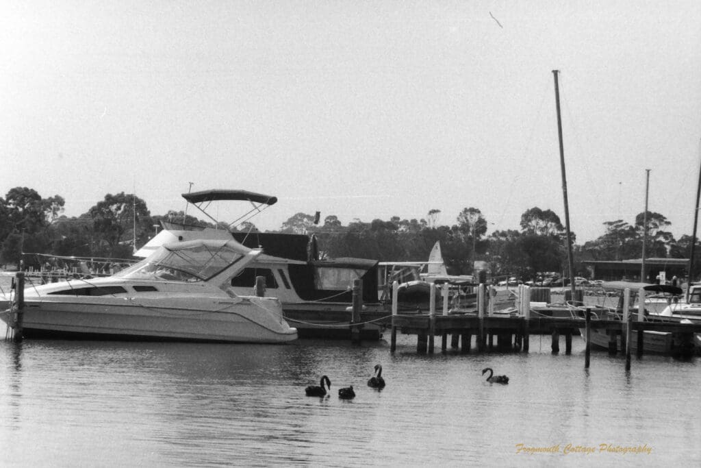 Black and white photo of boats moored along a pier with four black swans in the water in front of them