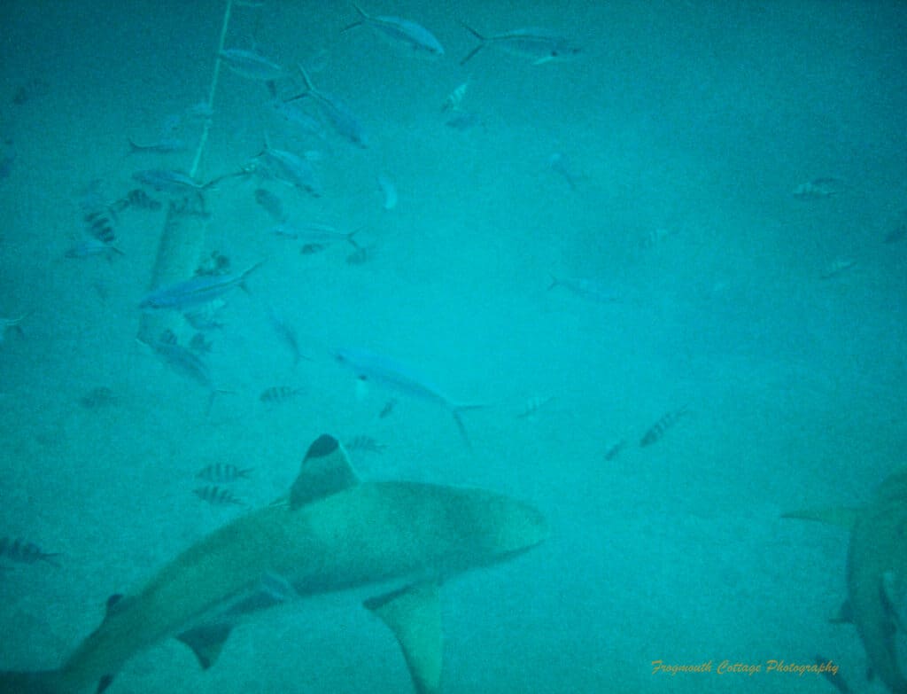 Photo taken underwater of a reef shark with a black tipped fin swimming amongst smaller fish. There are two types of fish - long thin silver fish and black and white stripped fish. The fish are swimming around a can that has been lowered into the water on a string. Another shark can be seen in the bottom right hand corner of the photo.