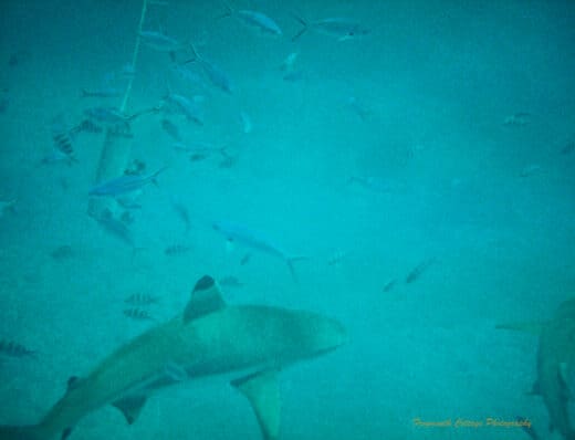 Photo taken underwater of a reef shark with a black tipped fin swimming amongst smaller fish. There are two types of fish - long thin silver fish and black and white stripped fish. The fish are swimming around a can that has been lowered into the water on a string. Another shark can be seen in the bottom right hand corner of the photo.