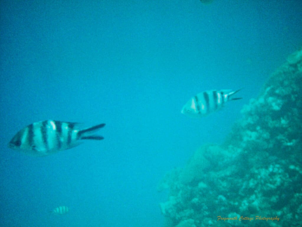 Photo taken underwater of two stiped fish swimming away from a large piece of coral on the right hand side. A third striped fish is heading in the other direction in the distance below them.