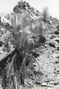 Black and white photo of small bushy palms growing on a rocky hillside.