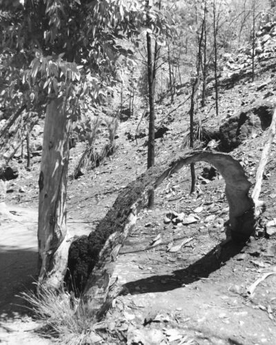 Standley Chasm Black and white photo of a tall slender tree with a branch low to the ground that has bent and formed an arch over the path. The bent branch is burnt on one side. A hillside of spindly young trees is in the background.