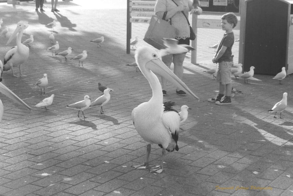 Black and white photograph of pelicans and seagulls walking across a paved area in front of a small boy that is watching the pelicans.