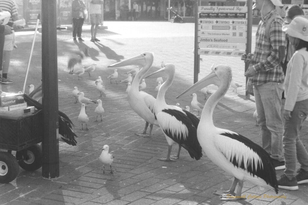 Black and white photograph of three pelicans standing in a row on a paved area looking at something to the right of the image. There are segulls around them and people standing behind and to the side, watching them.
