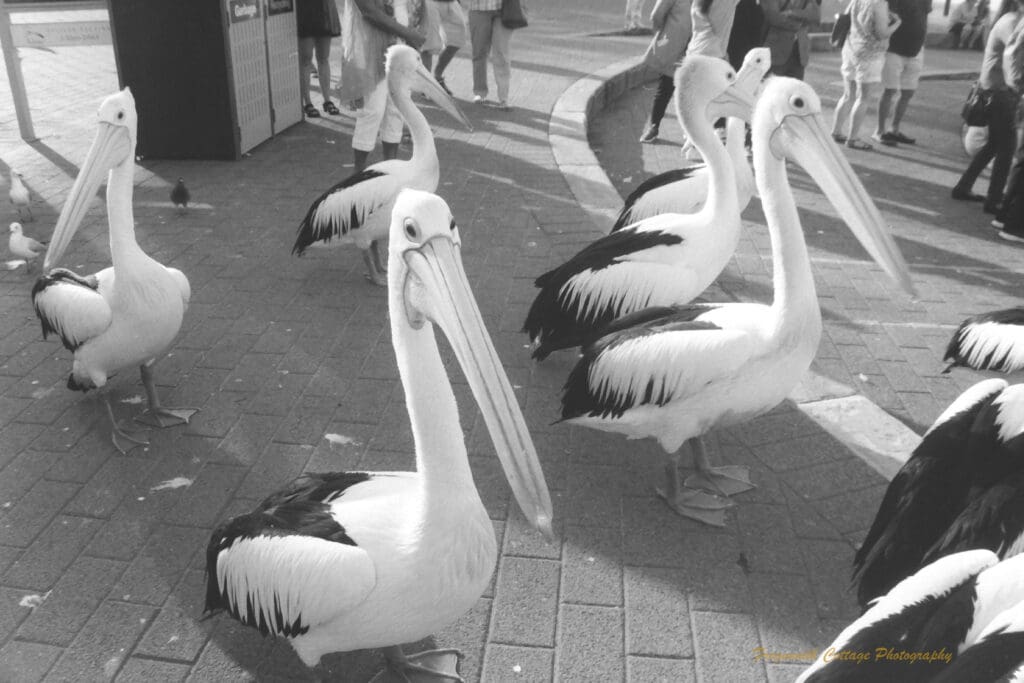 Black and white photograph of many penguins standing on a paved area with the legs of people in the background.