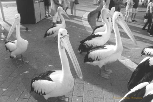Black and white photograph of many penguins standing on a paved area with the legs of people in the background.
