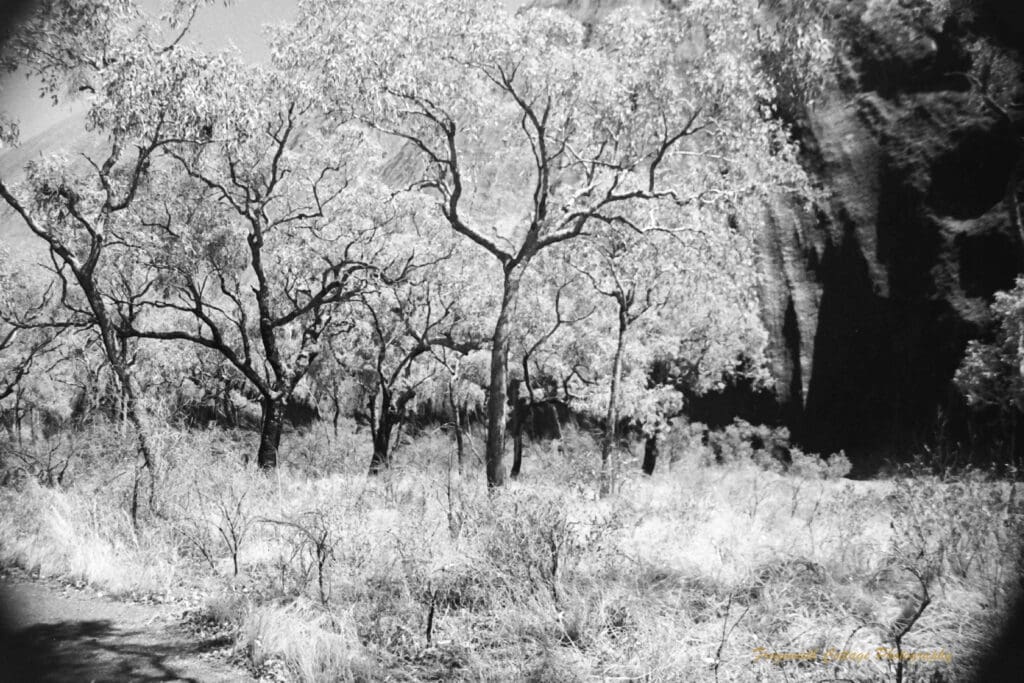 Black and white photo of the side of uluru hidden behind trees and scrubby bushes.
