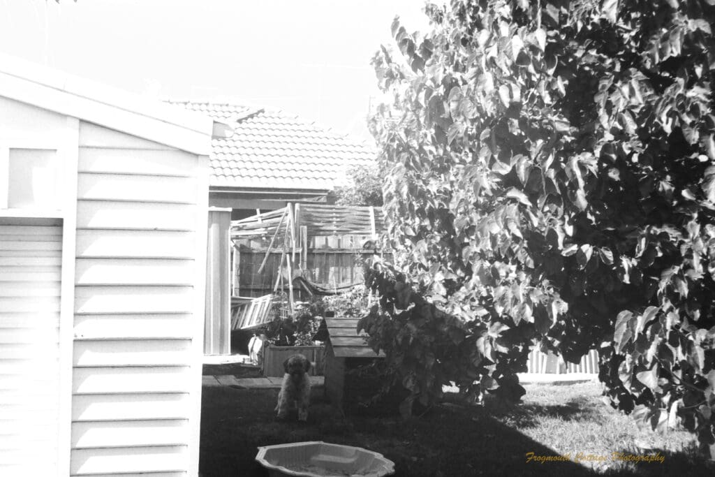 Black and white photo of a small dog sitting in a garden next to a wooden kennel. There is a large white timber garage on the left hand side and a large leafy mulberry tree on the right hand side. In front of the dog is a child's clamshell pool.