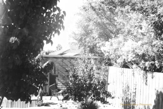 Black and white photograph of of a garden with a wooden bench seat placed under a pergola. There are large leafy trees in front of and to the sides.